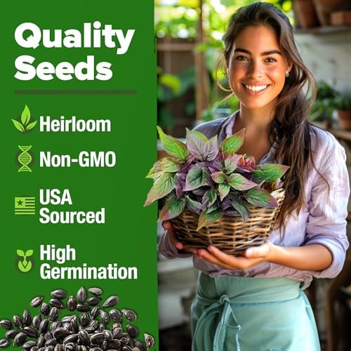 HOME GROWN 12,000+ Wheatgrass Seeds Bulk Pack & π¨π¦π π£π₯ππ ππ¨π Rosemary Seeds Pack - 150 & Thai Basil Seeds Pack - 438