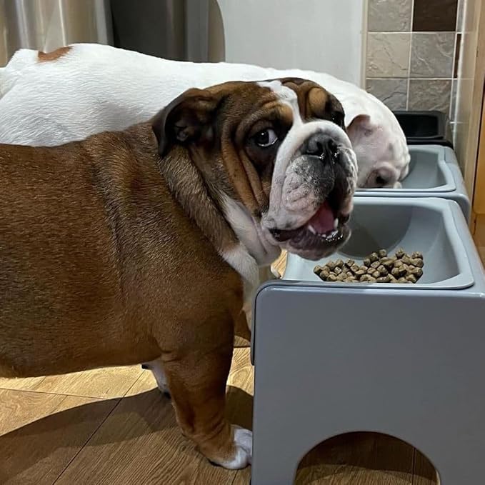 Fluff Trough Elevated Dog and CAT Feeder, Gray, X-Large