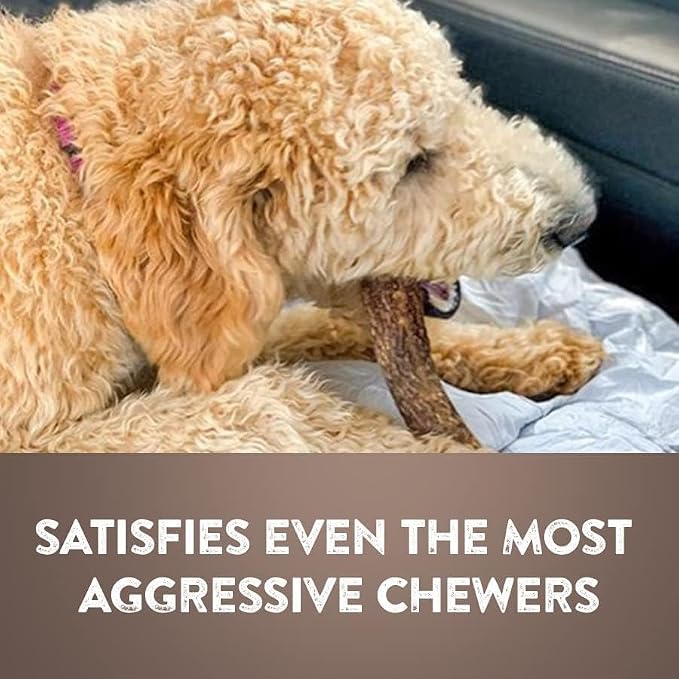 WhiteTail Naturals - Deer Antlers for Dogs - (Medium Whole- 2 Pack) - All Natural Antler Dog Chew - Naturally Shed, Long Lasting Chew Bone, Crafted in Texas