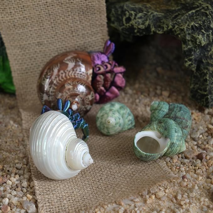 5pcs Hermit Crab Shells, M Size Opening 0.7-1.4", Natural Sea Conch, Turbo Seashells for Hermit Crab Supplies and Beach Decoration Large Sea Shell (5pcs M)