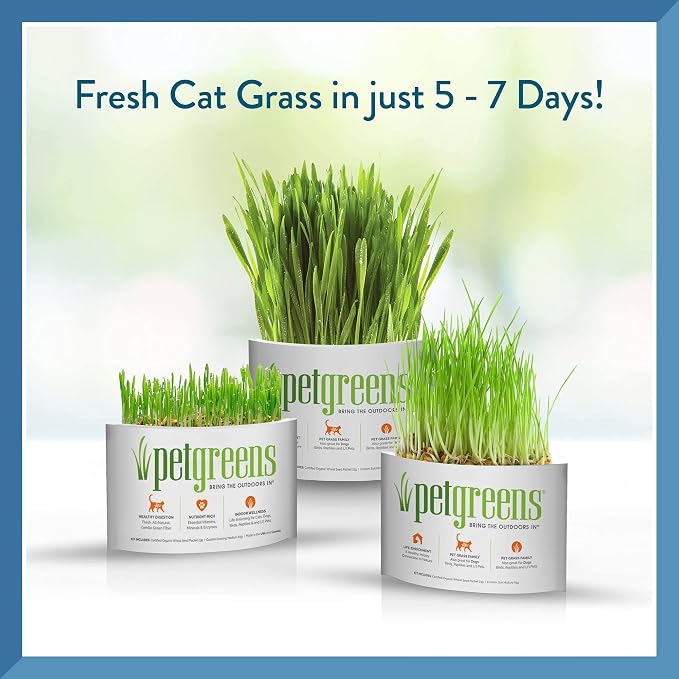 Pet Greens 4 Pack Cat Grass Garden Wheatgrass self Grow and Medley Oat, Rye and Barley, 2 of Each 3oz Package