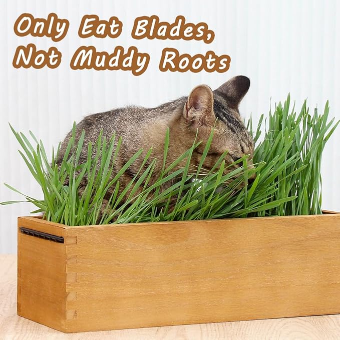 Wooden Cat Grass Planter (no Seeds Included) Anti Digging Design | with Potting Soil Disks, Anti-Digging Grid and Removable Plastic Liner, Wheat Grass Growing Pot for Indoor Cats Rabbits Pets