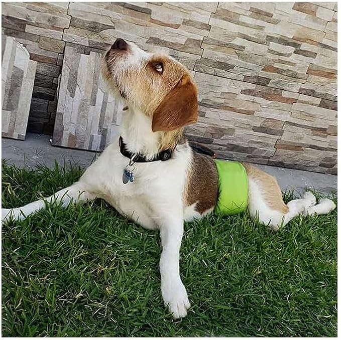 PETTING IS CARING Male Dog Wraps Washable & Reusable Belly Band Diapers Materials Durable Machine Washable Doggie Pee Puppy Pads Diaper Trainer Potty - 3 Pack Set
