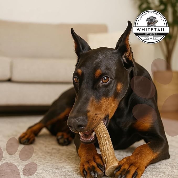 WhiteTail Naturals - Deer Antlers for X-Large Dogs (2 Pack- Jumbo XXL) All Natural Antler Dog Chew - Naturally Shed, Long Lasting Chew Bone for Big Agressive Chewers