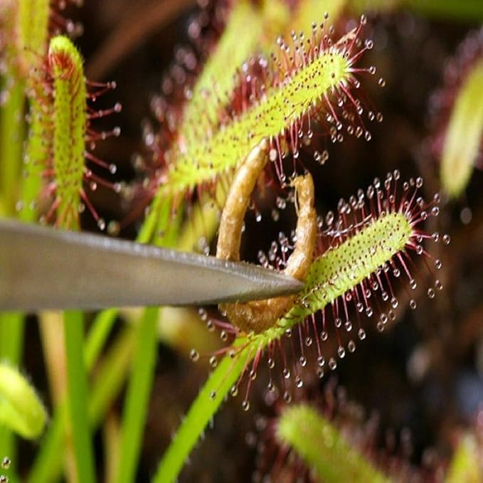 Bloodworms, Freeze Dried Fresh Grade A Floating Bloodworms for All Tropical Fish, Bettas, Discus, Cichlids, Turtles, Also Carnivorous Plants - 1-lb