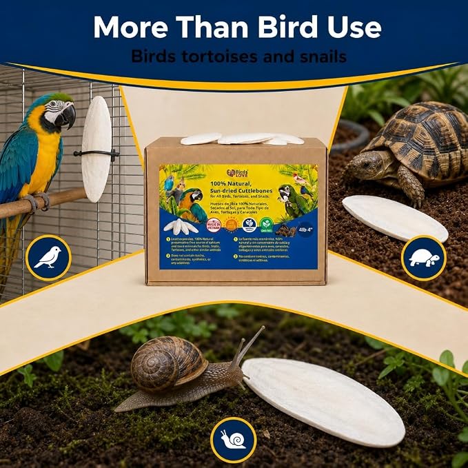 Birds LOVE 3.5-4β³ Cuttlebones for Birds β 100% Natural Sun-Dried Calcium Carbonate Mineral Supplement β for Parakeets, Budgies, Cockatiels, Finches & Canaries β 4 lb with Holder β Made in Vietnam