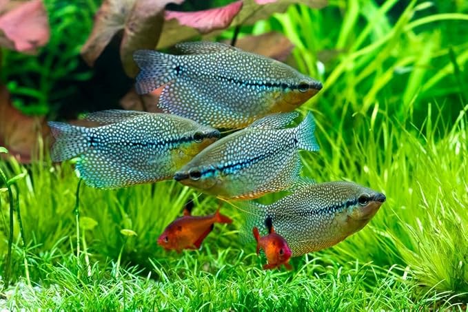 Red Parrot Fish Ultra Red Color Enhancing 1.5mm-2mm Floating Pellets. Color Enhancing in 10-Days for Baby, Juvenile and Adult Red Parrots…3-lbs 8oz Large Jar