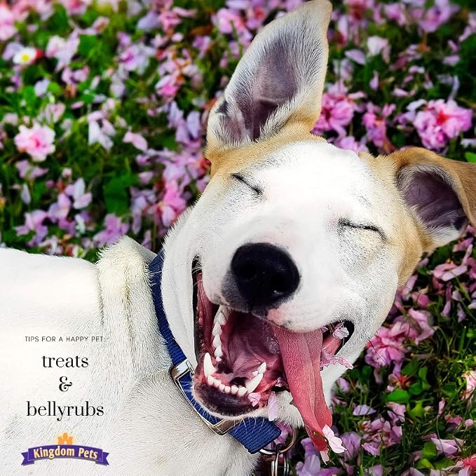 Filler Free Chicken Jerky & Rawhide Wraps, Premium Treats for Dogs, 32-ounce bag