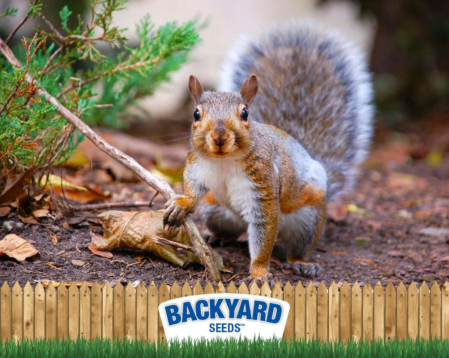 Backyard Seeds Squirrel and Friends Wildlife Feed – Non-GMO Mix for Squirrels, Deer, Birds, Rabbits, Chipmunks & More – All-Natural Backyard Animal Food (40 Pounds)