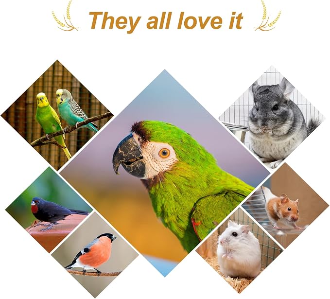 Amzey 5.5LB Spray Millet for Parakeets, 100% Natural Sun-Dried Healthy Bird Treat, Non-GMO High Protein Fresh Millet Spray for Parrots, Cockatiel, Finches & Lovebirds