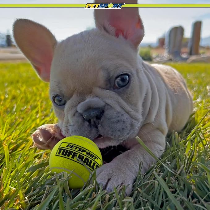 PetSport Jr Yellow Tuff Ball - Small Tennis Balls for Dogs, Puppy Chew Toy for Aggressive Chewers, Fetching, Natural Rubber, Certified Non-Toxic - 1.8 Inch Each, (Pack of 6)