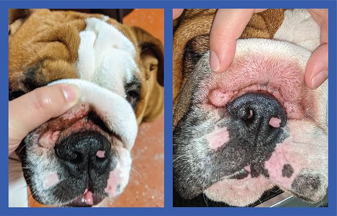 Squishface Wrinkle Paste - Bulldog, French Bulldog, Pug, English Bulldog – Cleans Wrinkles, Tear Stain, Tail Pockets, and Paws – Anti-Itch Tear Stain Remover & Bulldog Wrinkle Cream, 2 Oz.