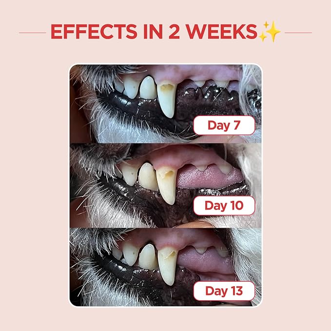 JAYU PET Edge Bristles Tooth Brushing Kit - Dental Gel 1ea + Dental Care Brush 1ea | Teeth Cleaning & Breath Freshener, Removing Plaque and Tartar, Pet Dental Hygiene, Easy Teeth Brushing