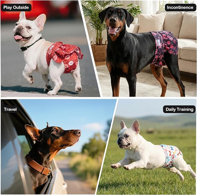 Female Dog Diapers Reusable No Tail Hole Period Panties Washable Diapers Female for Docked-Tail Frenchie French Bulldog Boston Terrier Without Tail (2 Pack Regular+2 Pack Skirts) U-WWDQB06S