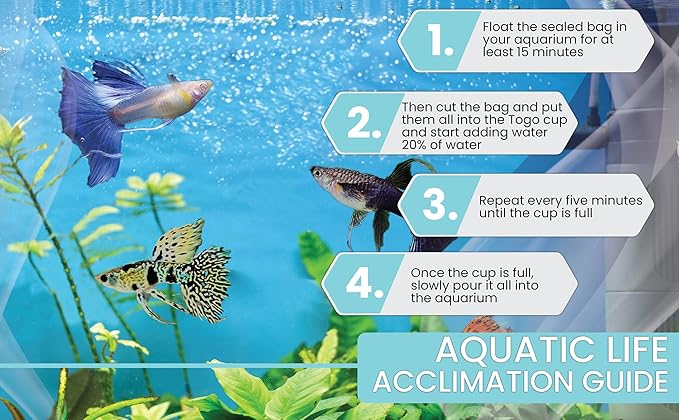 D&A Tropical Full RED Guppy - Abino Live Fish (1 Male, 2 Females) for Freshwater Aquariums