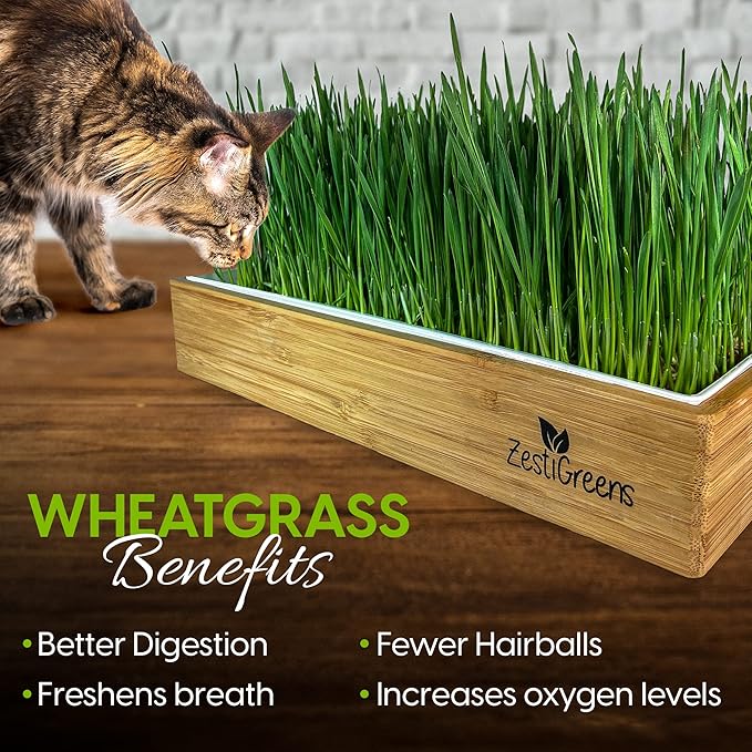 Self-Watering Cat Grass Kit and Cat Grass Refills - 4 Mats and 4 Cat Grass Seed Packets (Cat Grass Refill Kit)