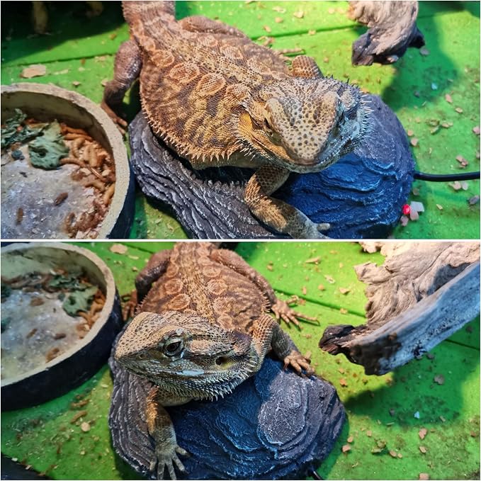 Reptile Heat Rock Terrarium Tank Heating Pad Thermostatic Controlled Heated Mat Basking Platform for Bearded Dragon, Lizard, Snake, Chameleon, Turtle, Leopard Gecko