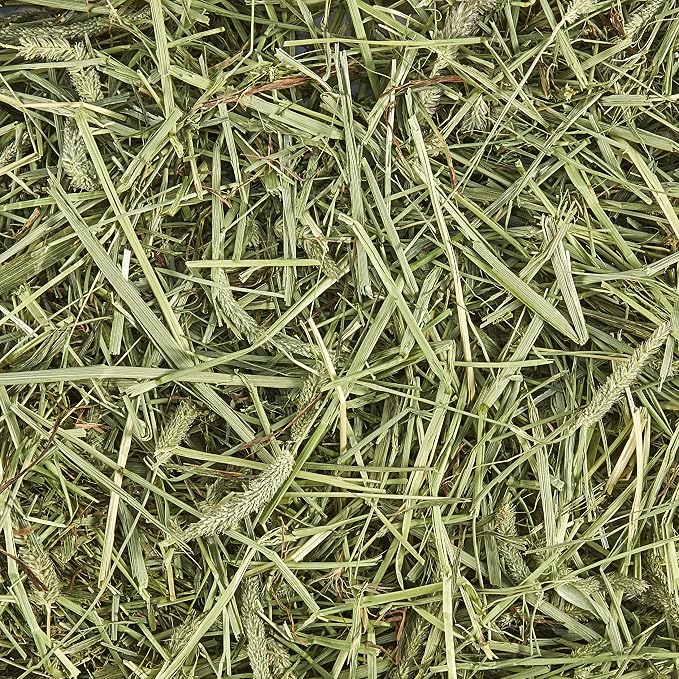 Kaytee Timothy Hay, High Fiber, Grown Specifically for Small Animals, Rabbits, Guinea Pigs, Chinchillas, 48 Ounces