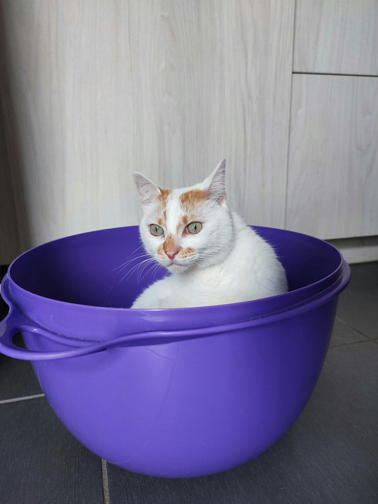 Solving Common Litter Box Problems: Products and Tips