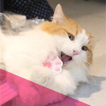 Cat Dental Brushing Toy - Dual Action Grooming and Teeth Cleaning, Professional Playful Tooth Brushing Tool with Catnip Flavor Suitable for All Cats Helps Maintain Oral Health (Main Pink)
