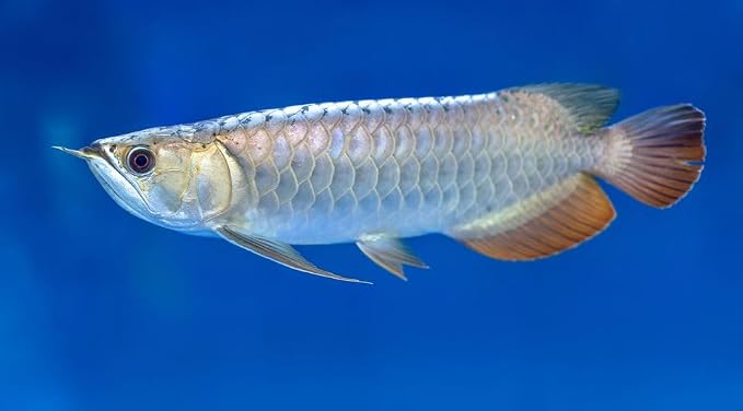 8mm - 5/16" Carnivore Sinking Pellets for Carnivore Cichlids, Catfish, Monster Fish, Bottom Fish, All Large Fish, Also Koi & Pond Fish. - WL…2-lbs 4oz Jar