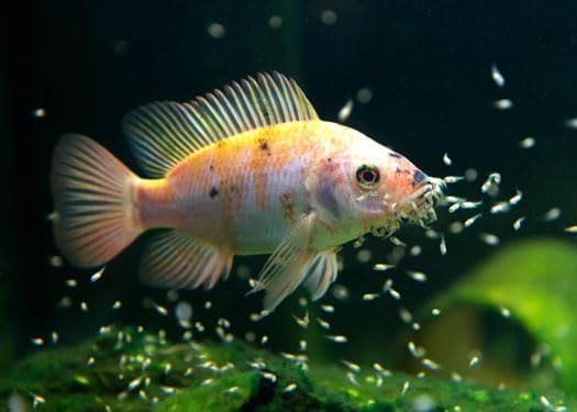 55% Protein Vitamin Rich Micro Floating/Slow Sinking Baby & Fry Food for Koi Fish & Pond Fish, All Aquarium Tropical Fish - 2-lb Medium Jar