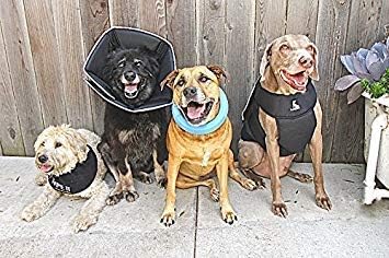 All Four Paws Comfy Cone Pet Cone for Dogs, Cats, XX-Large, Tan - Comfortable Soft Dog Cone Collar Alternative for After Surgery, Wound Care, Spay, Neuter - Dog and Cat Recovery Elizabethan-Collar