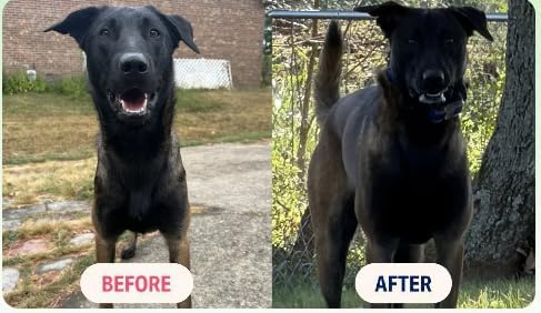 K9Power Super Fuel – Muscle Builder for Working, Performance & Sporting Dogs – Boost Stamina, Recovery & Joint Support – Milk Protein Isolate, Creatine, Salmon Oil, Chondroitin, Probiotic, Kelp & more