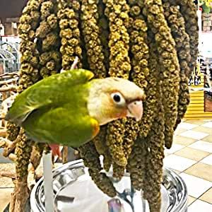 25lbs Economy & Special Spray Millet for Birds – GMO-Free, No Stems (Only Edible Tops) – 100% Natural Sun-Dried Foraging Treat for Cockatiels, Lovebirds, Parakeets, Finches & Canaries