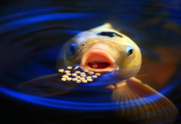 7.5mm - Cichlid 45% Protein Floating Pellets, for Cichlids, Discus, All Tropical Fish, Koi & Pond Fish. 12-Type Pellet Mix and Sinking Wafer Mix Included -1/2-lb