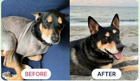 K9Power Show Stopper – Awarded #1 Dog Skin & Coat Product – Supports Allergy Relief, Itchy Skin, Shedding, Dull Coat – Salmon Oil, Collagen, Kelp, Zinc, Probiotics, Beet Juice, Vitamin C