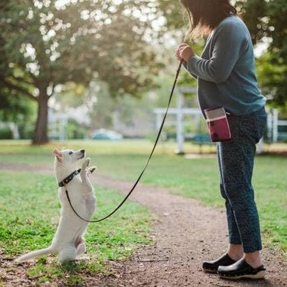 P.L.A.Y. Scout & About Deluxe Training Treat Pouch with Poop Bag Dispenser - 3 Way Wear, Detachable & Adjustable Strap, Reflective Strips, Water-Resistant Back Zipper Pocket, Squeaker (Wildflower)