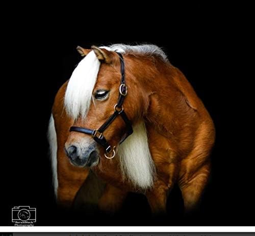Leather Mini or Suckling Foal Size Horse Halter | Brown Leather with Solid Brass Hardware | Adjustable Chin, Double Stitched, Double Buckle Crown.