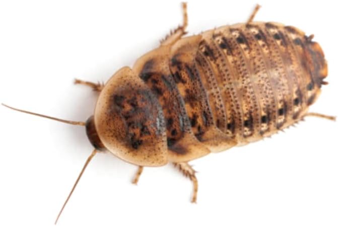 Premium Roach/Cricket Chow and Water Crystal Combos by Five-Star Feeders (1 lb. Roach Chow and 1 oz. Water Crystals)