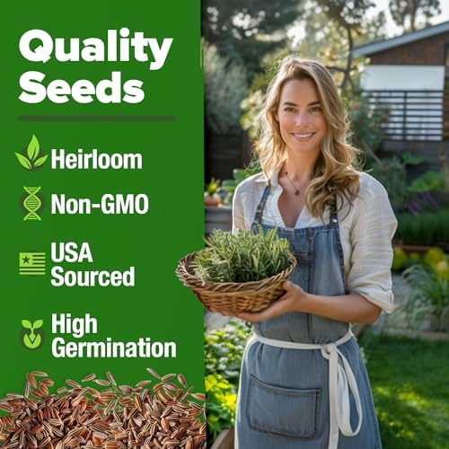 HOME GROWN 12,000+ Wheatgrass Seeds Bulk Pack & 𝗨𝗦𝗔 𝗣𝗥𝗘𝗠𝗜𝗨𝗠 Rosemary Seeds Pack - 150 & Thai Basil Seeds Pack - 438