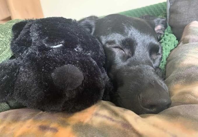Snuggle Puppy Original Toys for Small Breeds - Heartbeat Puppy for Dogs - Pet Anxiety Relief and Calming Aid - Comfort Dog Toys for Behavioral Training. Heat Pack not Included