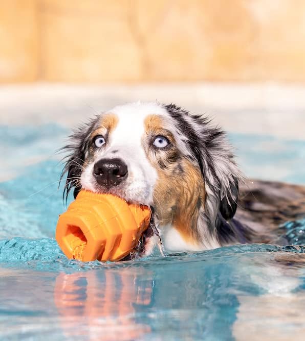 HIVE Parent (Sweet Mango, Hive Chew Toy for Large Dogs)