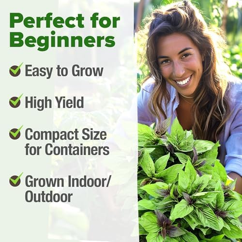HOME GROWN 12,000+ Wheatgrass Seeds Bulk Pack & 𝗨𝗦𝗔 𝗣𝗥𝗘𝗠𝗜𝗨𝗠 Rosemary Seeds Pack - 150 & Thai Basil Seeds Pack - 438