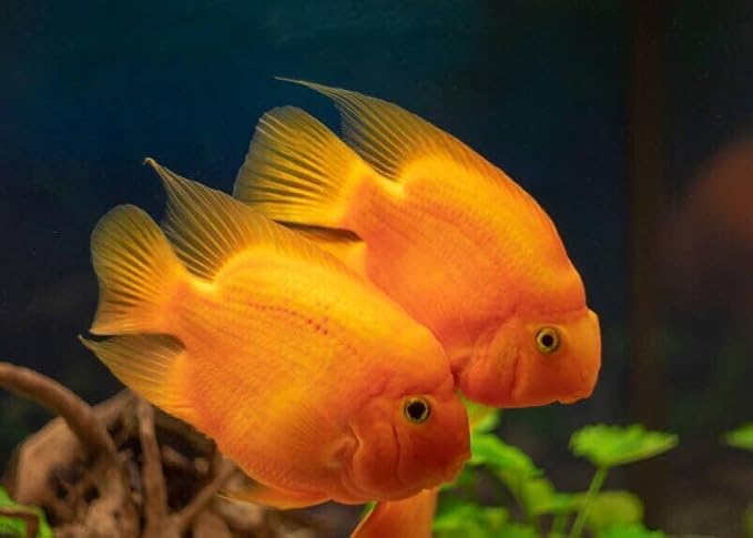Red Parrot Fish Ultra Red Color Enhancing 1.5mm-2mm Floating Pellets. Color Enhancing in 10-Days for Baby, Juvenile and Adult Red Parrots…3-lbs 8oz Large Jar