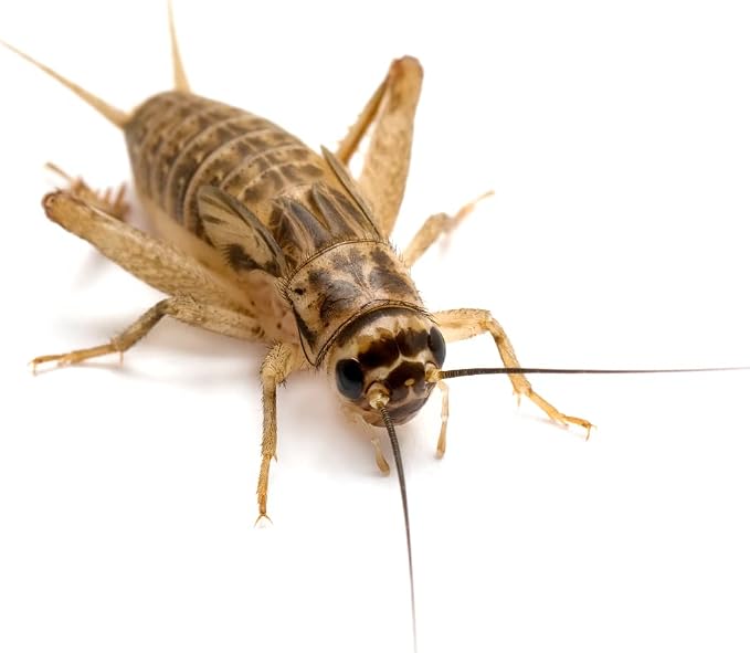 Premium Roach/Cricket Chow and Water Crystal Combos by Five-Star Feeders (1 lb. Roach Chow and 1 oz. Water Crystals)
