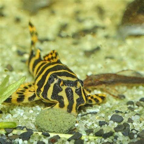 12mm 1/2" Sinking Wafers of Algae & Spirulina Ideal for Plecos, Bottom Fish, Catfish, Shrimp, Snails, Crayfish, All Herbivorous & Omnivorous Tropical Fish...AFI Wafers..1/2-lb