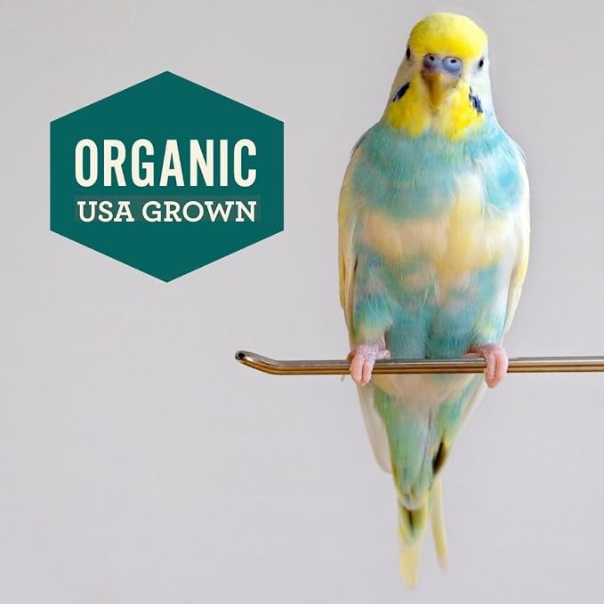 Hemp Well Calm Bird Oil, Organic Hemp, Stress, Hormones & Plucking Support