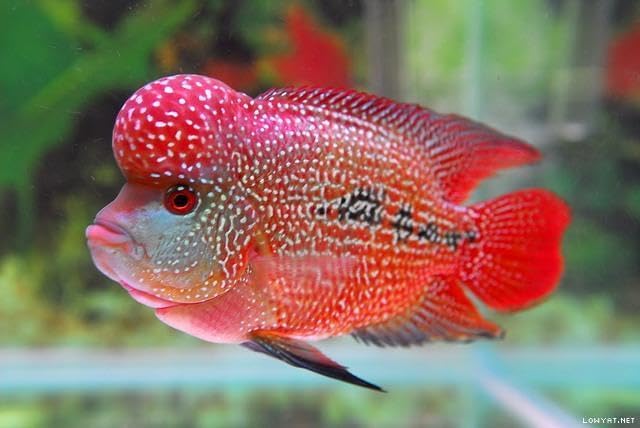 Red Parrot Fish Ultra Red Color Enhancing 1.5mm-2mm Floating Pellets. Color Enhancing in 10-Days for Baby, Juvenile and Adult Red Parrots…3-lbs 8oz Large Jar