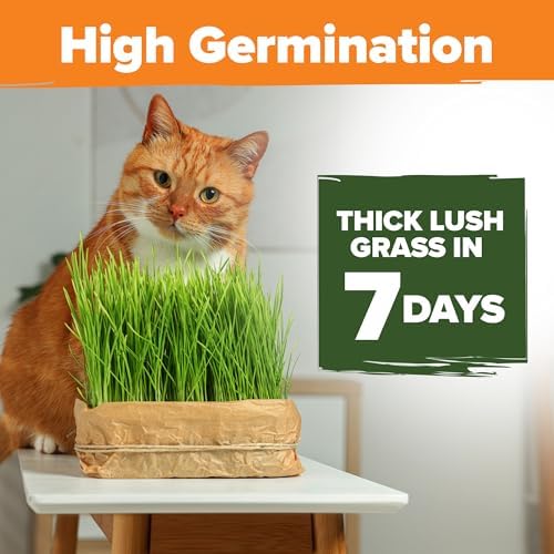 HOME GROWN 𝗨𝗦𝗔 𝗣𝗥𝗘𝗠𝗜𝗨𝗠 1 Pound Cat Grass Seeds for Cat & Kittens Oat & Barley Mix &HOME GROWN 𝗨𝗦𝗔 Bonsai Tree Kit – 6 Heirloom Varieties with Unique Pots