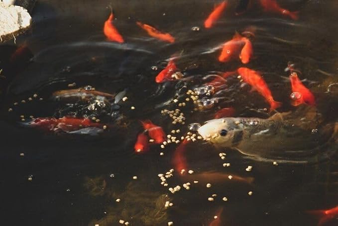 26-lbs 2mm Koi & Pond Fish Intense Color Enhancing Floating Pellets with Krill, Astaxanthin, Shrimp Meal, Anchovy Fish Meal. 2mm - 1/16" Intense Color Floating Pellets...26-lb Box