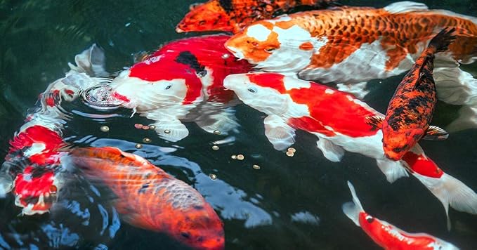 Sera Koi Professional Spring & Fall Food 4.86 lb/2200 g | Floating Pellets for Immune Support & Condition | for Temperatures Below 63°F | Enriched with Vitamins & Omega Fatty Acids