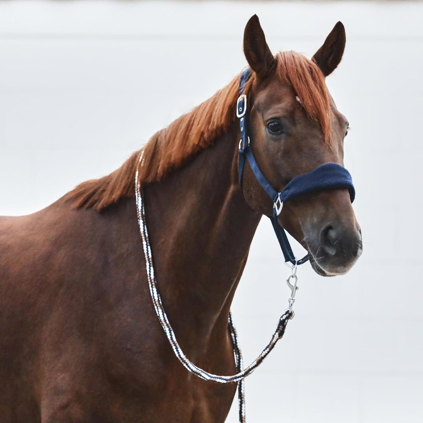 HORZE Kiel Adjustable Horse Halter with Fleece Padding - Dark Navy - Pony