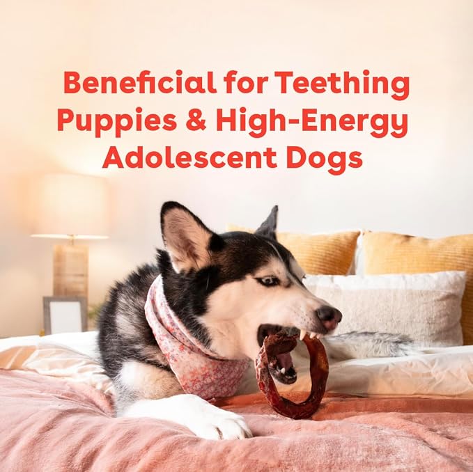 Pupford Bully Stick Rings for Puppies & Dogs, Long-Lasting Beef Dog Chew Treats, 8 Pack