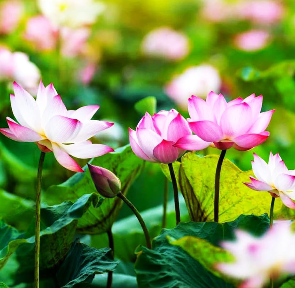 30 PCS Bowl Lotus Seeds Bonsai Lotus Seeds for Planting Water Lily Pink Purple Red Flower Aquatic Plants Seed Pond Plants Non GMO Home Garden Flowering