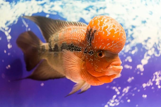 Flowerhorn Fish Ultra Red Color Enhancing 1.5mm-2mm Floating Pellets. Color Enhancing in 10-Days for Baby, Juvenile and Adult Flowerhorn…3-lbs 8oz Large Jar